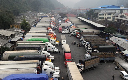 Nông dân Hà Giang đổ bỏ dưa cho bò ăn