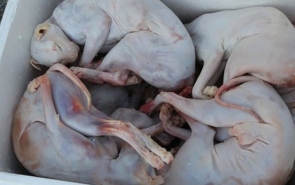 Quảng Bình: Bắt quả tang xe ô tô chở hơn 700kg thịt chó, mèo bốc mùi hôi thối