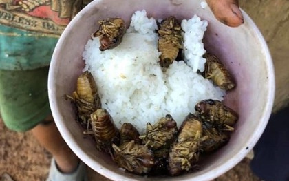 Bên trong ngôi làng của 4 đứa trẻ ăn ve sầu với cơm nguội