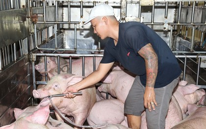 Bắt quả tang đối tượng bơm nước vào heo trước khi bán