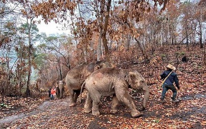 "Thất nghiệp" vì Covid-19, hàng ngàn chú voi Thái Lan đi bộ về quê