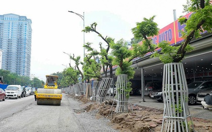 Hàng cây sưa đỏ trên đường Nguyễn Văn Huyên được “mặc áo giáp”, lắp camera theo dõi để chống trộm