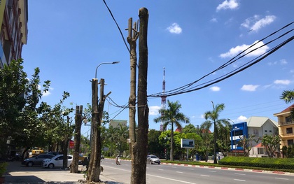 Hàng loạt cây xanh ở thành phố Vinh bị "cắt trụi" trong nắng nóng đỉnh điểm