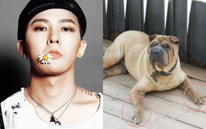 G-Dragon bất ngờ bị chỉ trích vì chó cưng... để móng dài, chuyện tưởng nhỏ nhưng gây tranh cãi gay gắt vì thái độ
