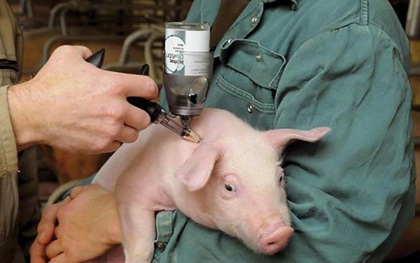 Phát hiện chủng cúm lợn mới ở Trung Quốc, có nguy cơ gây đại dịch