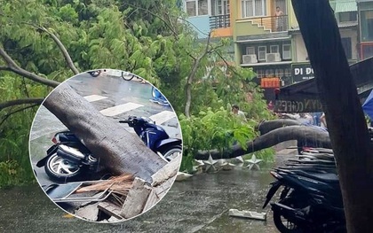 Cây xanh bật gốc đè bẹp xe máy trong cơn mưa lớn ở Sài Gòn, may mắn không có ai bị thương
