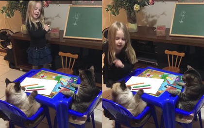 Quá muốn làm cô giáo, bé gái lôi hẳn hai chú mèo ra dạy học, thái độ của boss gây chú ý