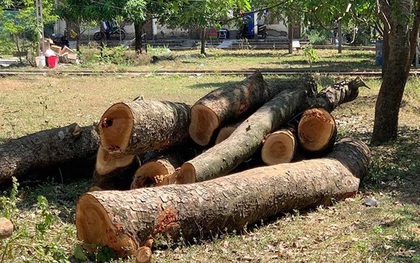 Kiểm điểm trường cấp 3 ở Nghệ An chặt cây hơn 40 năm tuổi