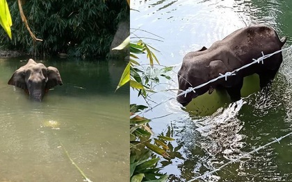 Ăn nhầm trái dứa bị dân làng nhét thuốc nổ bên trong, voi mẹ mang thai chết đứng tức tưởi dưới sông