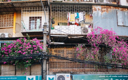 Ảnh: Những ngôi nhà thơ mộng, phủ kín hoa giấy ở Hà Nội