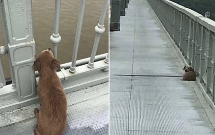 Chứng kiến chủ nhảy sông tự vẫn, chú chó trung thành tuyệt thực ngồi trên cầu ngóng trông mãi không chịu đi