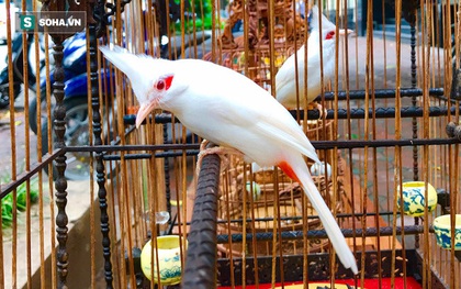 Độc nhất tại Việt Nam: 72 con chim "quý tộc" trị giá 10 tỷ đồng, có 2 bảo mẫu riêng chăm sóc