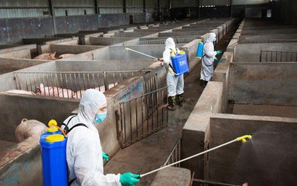 Chuyên gia Trung Quốc cảnh báo virus cúm lợn G4 có thể gây đại dịch
