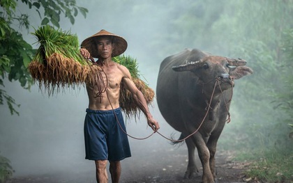 Cùng ngắm loạt hình ảnh đẹp nhất về đa dạng văn hóa, đại diện Việt Nam nổi bật với trâu đồng lúa nước quá đỗi thân thuộc