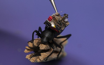 Chế tạo thành công camera "siêu tý hon", nhỏ đến mức có thể lắp vừa trên lưng một con bọ cánh cứng