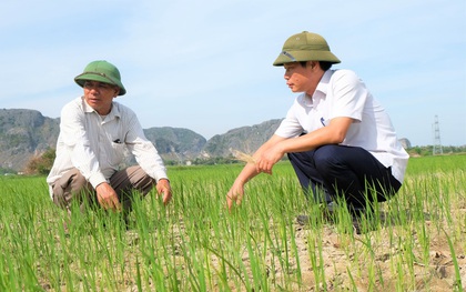 Hàng ngàn ha lúa chết cháy, ruộng đồng nứt toác vì đợt nắng nóng kỉ lục