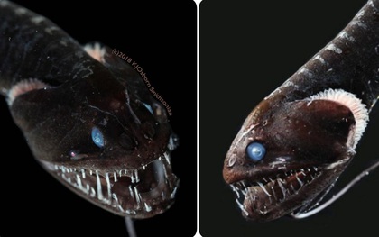 Giải mã bí ẩn: Loài cá "đen" bậc nhất hành tinh, vẻ ngoài tăm tối đến mức không thể chụp ảnh cuối cùng đã có thể giải thích