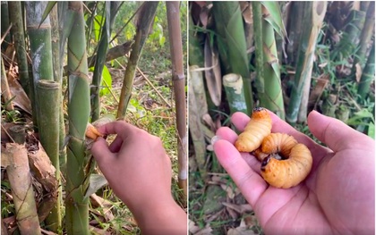 Giờ mới biết đuông dừa còn xuất hiện trong cả… cây tre, dân mạng tò mò liệu hương vị có ngon như phiên bản gốc?