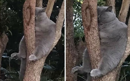 Bộ ảnh chứng minh nếu ngủ trên cây là nghệ thuật, thì bọn mèo là những nghệ sĩ đích thực