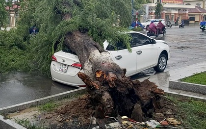 Cây me cổ thụ bật gốc đè trúng "xế hộp" dưới lòng đường
