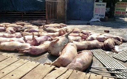 Gần 100 con lợn chết trương phình nằm la liệt trước cổng lò mổ