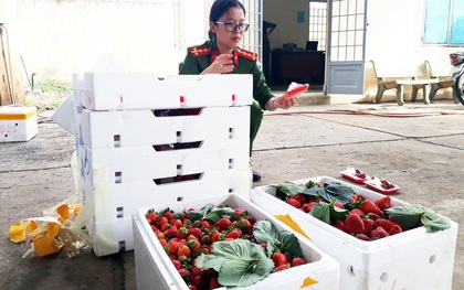 Nông sản Trung Quốc đội lốt đặc sản Đà Lạt: Gian thương tiếp tay