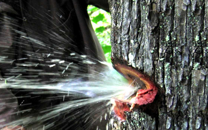 Video: Nước bắn tung toé từ thân cây như vòi mở van tại Ấn Độ gây sốt MXH