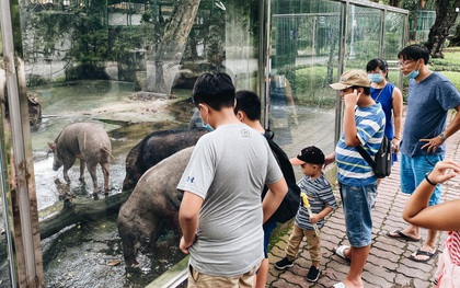 Người Sài Gòn góp cả chục tấn rau củ cùng hàng tỷ đồng, cứu đói bầy thú ở Thảo Cầm Viên trong mùa dịch Covid-19