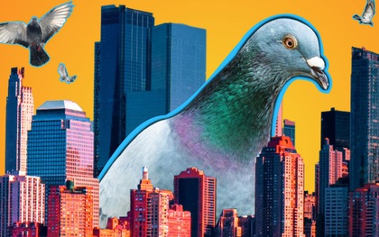 Đông đến mức không thể chịu nổi: Chim bồ câu đã xâm chiếm toàn bộ các thành phố của Mỹ như thế nào?