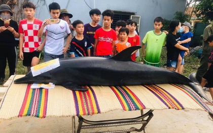 Người dân làm lễ chôn cất cá heo 300kg chết dạt trên sông Trường Giang