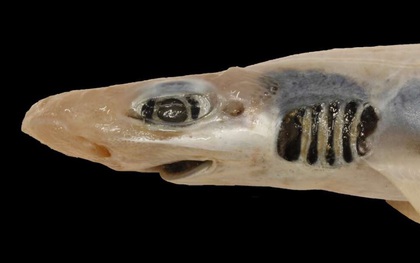 Lần đầu tiên khoa học tìm ra con cá mập "đáng thương" nhất lịch sử: Việc nó tồn tại được đến giờ phút này hoàn toàn là nhờ may mắn