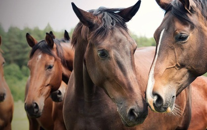 "Ma cà rồng" xuất hiện ở Pháp: Chính quyền ráo riết truy lùng kẻ cắt tai, rút cạn máu hàng chục con ngựa