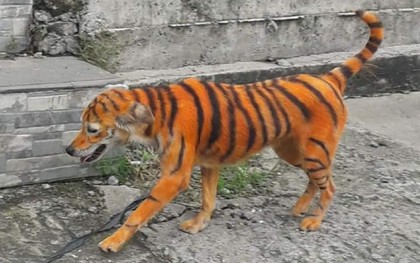 Đang trên đường về nhà, thanh niên phát hoảng vì tưởng "chạm trán" hổ dữ, nhìn kỹ phần mõm con vật mới thở phào nhẹ nhõm