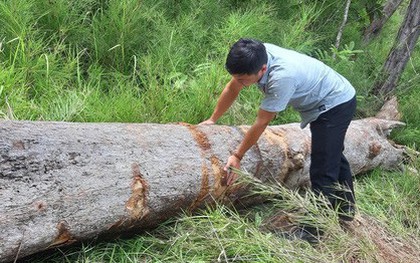 Chở gỗ lậu, người đàn ông bị gỗ đè chết