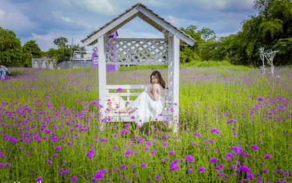 Giới trẻ "chết mê chết mệt" với cánh đồng oải hương thảo giữa lòng Hà Nội, rộng ngút tầm mắt tha hồ "check-in" chẳng phải đi đâu xa