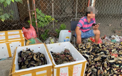 Thực hư cua Cà Mau 50.000 đồng/3 con bán đầy đường, "bao ăn"