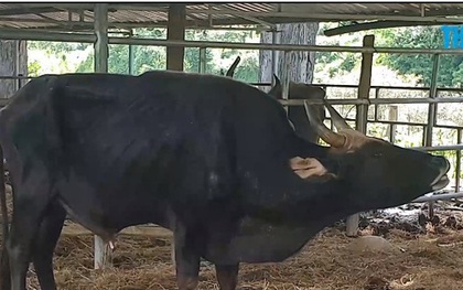 Đàn bò tót lai quý hiếm "ốm o gầy mòn": Hơn năm qua, chúng chỉ được ăn rơm khô cầm cự qua ngày