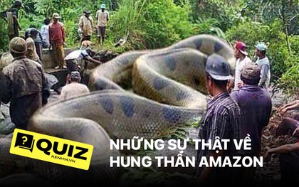 Quiz: Những sự thật bạn chưa từng nghe về "hung thần Amazon", đảm bảo bạn sẽ choáng ngợp khi biết một con Anaconda có thể to lớn đến mức độ nào