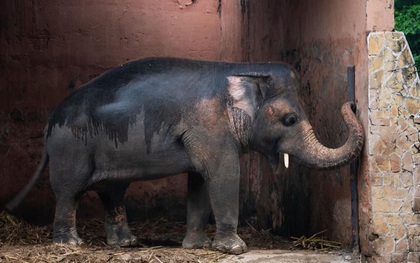 35 năm khổ sở của "chú voi cô độc nhất hành tinh" sắp được tự do: Gánh chịu nỗi đau mất bạn đời, tình trạng sức khỏe ai nghe cũng xót xa