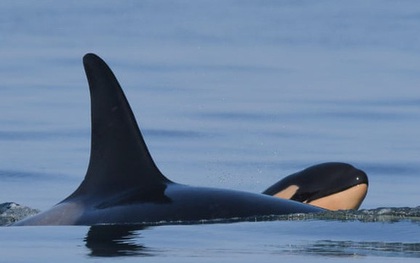 Cá voi sát thủ từng ôm xác con đi khắp đại dương trong suốt 17 ngày đã sinh con mới