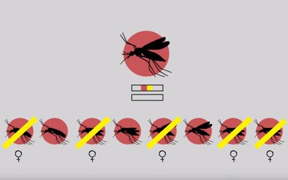 Thả muỗi biến đổi gen vào tự nhiên: Một giải pháp mạo hiểm để kiềm chế dịch bệnh