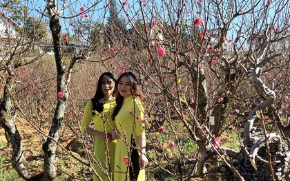 Đào "má hồng" Đà Lạt hàng chục triệu đồng vẫn đắt hàng