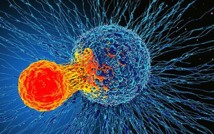 Các nhà khoa học phát hiện ra một tế bào miễn dịch "có thể điều trị mọi loại ung thư"