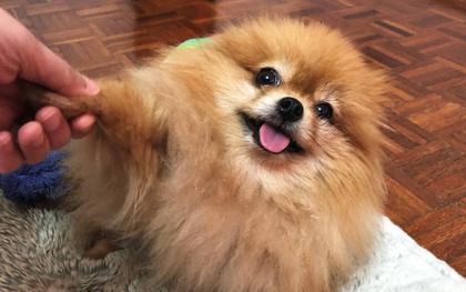 Hồng Kông: Chó cưng của bệnh nhân Covid-19 dương tính với nCoV