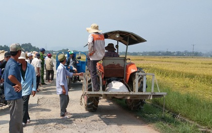 Kỳ lạ chuyện ở Huế, lúa chín rục không được thu hoạch do độc quyền máy gặt?