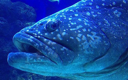 Vắng bóng con người, đàn cá ở thủy cung Queensland bỏ ăn vì cô đơn