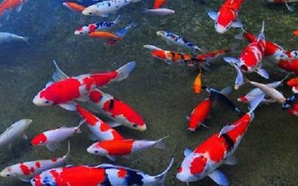 Ao cá Koi nửa tỉ đồng chết sạch nghi bị đầu độc