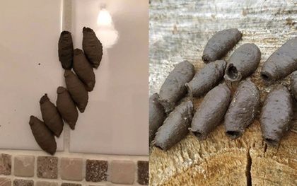 Phát hiện những thứ quái dị trong phòng tắm, bà mẹ run rẩy chụp ảnh đăng đàn hỏi dân mạng để rồi hoảng sợ hơn nữa khi biết sự thật