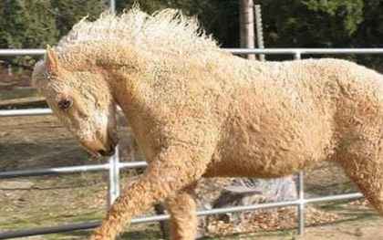 Bức ảnh con ngựa như thể làm từ bông, chạm vào mới thấy "hàng thật" và sự thật bất ngờ khiến ai nấy ngã ngửa vì điều chưa bao giờ được biết