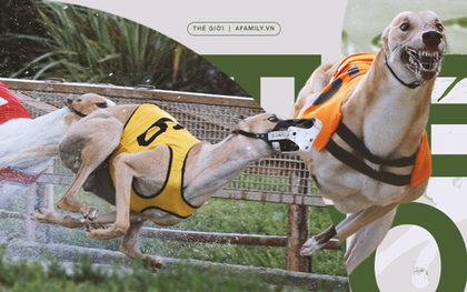 Kỷ nguyên đua chó săn tại Mỹ sắp kết thúc: Hàng ngàn chú chó bị ngược đãi, bị bỏ rơi sau nhiều năm phục vụ thú vui giải trí của con người